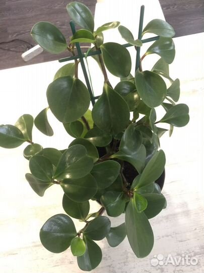 Пеперомия туполистная