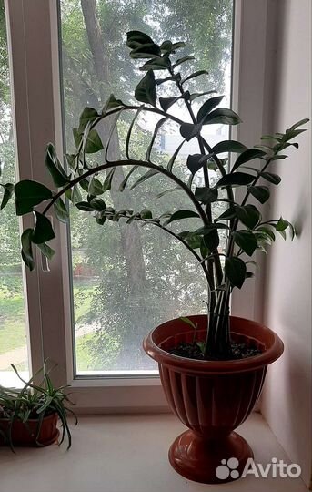 Замиокулькас замиелистный