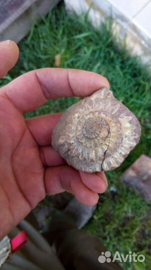 Окаменелости аммониты