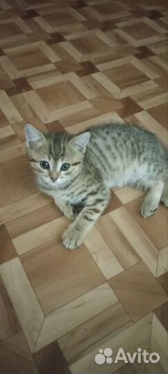 Британские котята