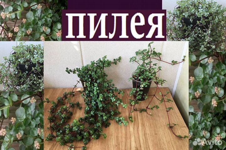 Розы,оксалис,эпифиллум,марниера,пилея,рипсалидопси