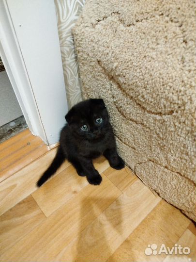 Шотландский вислоухий котенок