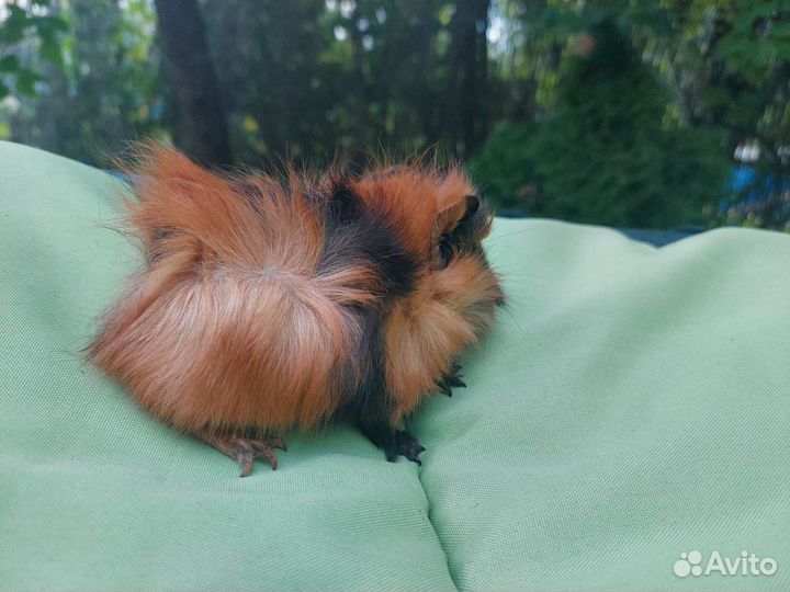 Морские свинки, малыши