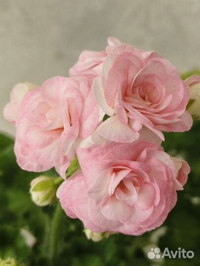 Пеларгония сортовая