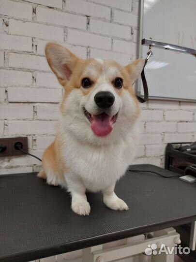 Модель на груминг (собаки/кошки)