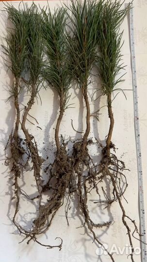 Саженцы сибирского кедра