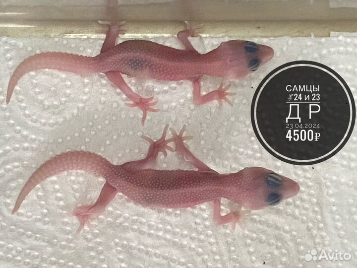 Эублефар малыши 2024 г мальчики и девочки