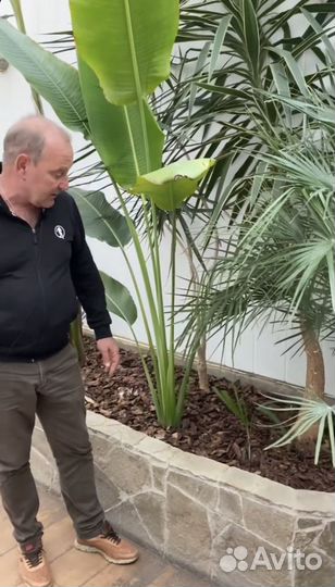 Равеналла мадагаскарская- дерево путешественников