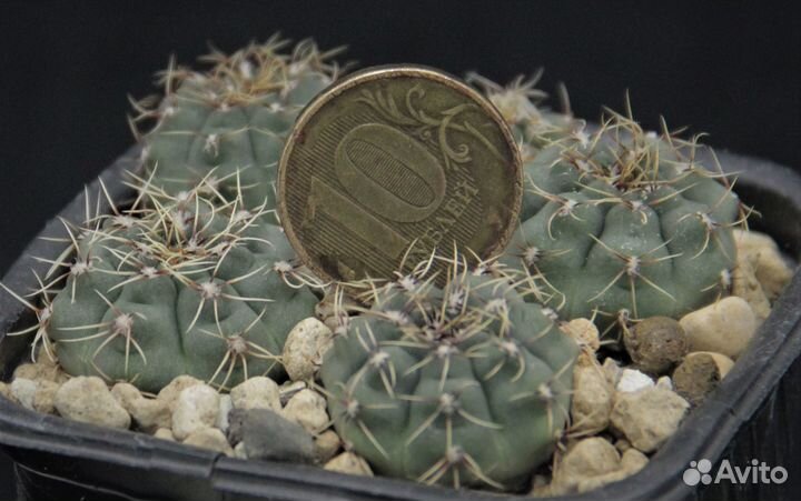 Кактус гимнокалициум gymnocalycium baldianum