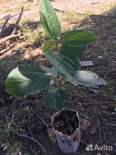 Говения сладкая (конфетное дерево)