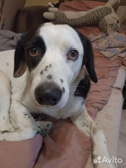 Собака в добрые руки отдам бесплатно