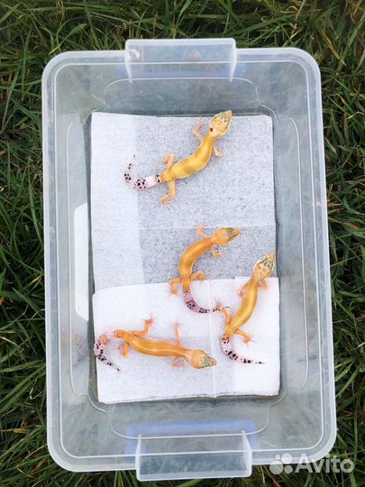 Гекконы эублефары