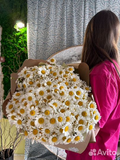 Цветы. Ромашка. Доставка цветов