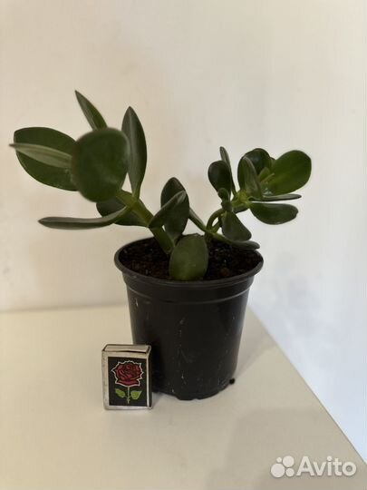 Толстянка или денежное дерево