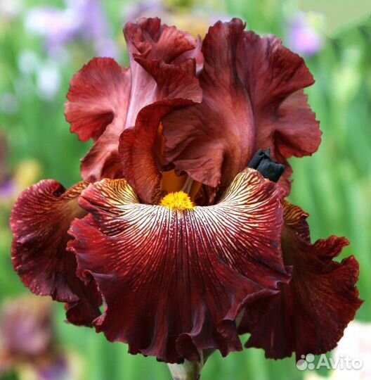 Ирисы высокие бородатые