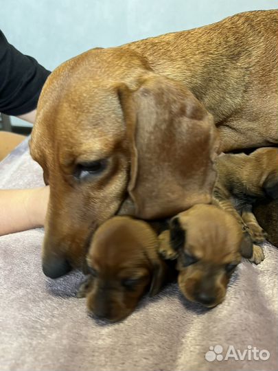 Карликовая такса щенки