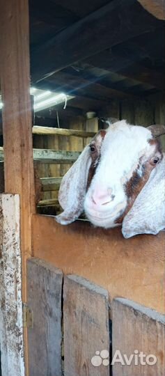 Нубийские козы