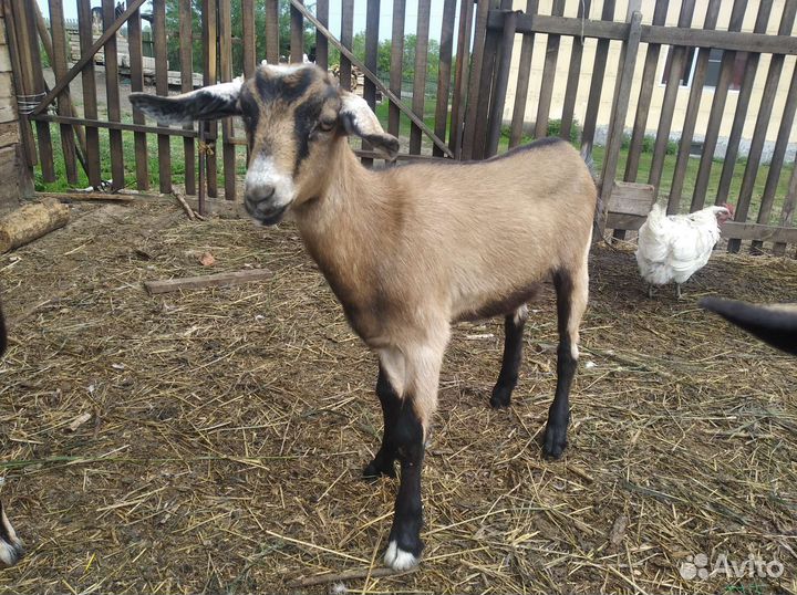 Козлик, козочки