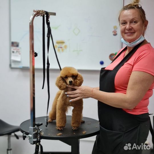 Груминг собак. Стрижка кошек. Передержка