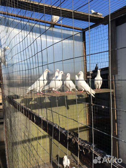 Продажа голубей
