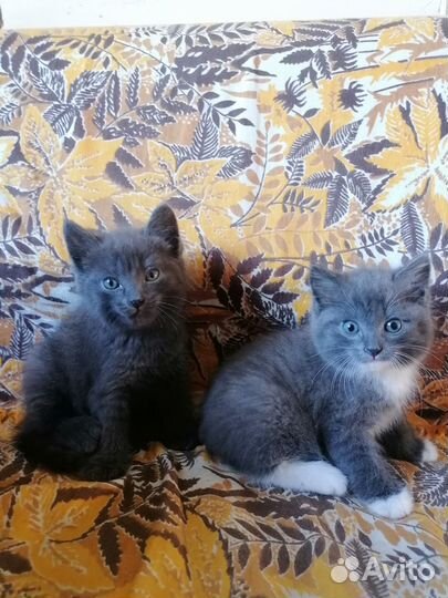 Отдам котят, 2 мес, мальчик и девочка, звоните