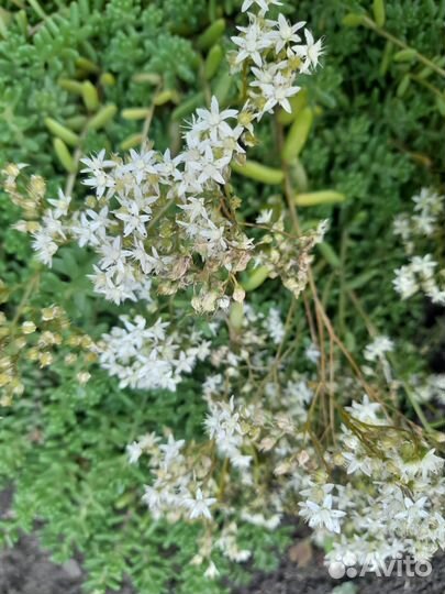 Почвопокровные растения многолетники