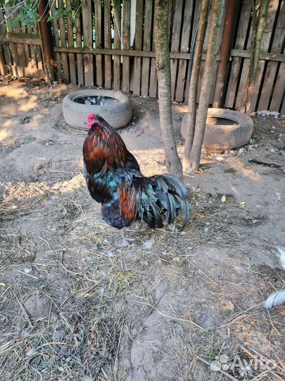 Петухи амеракуана и ухейелюй