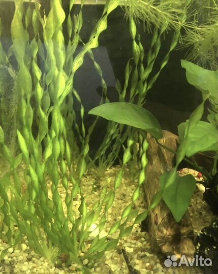 Молинезии, гуппии,растения и улитки