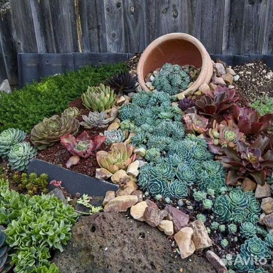 Почвопокровники