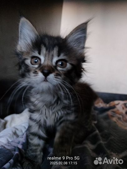 Курильский бобтейл