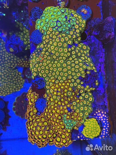 Морские кораллы для аквариума