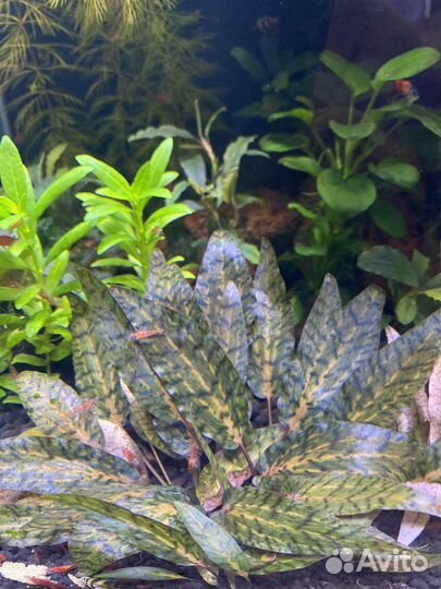 Криптокорина нури