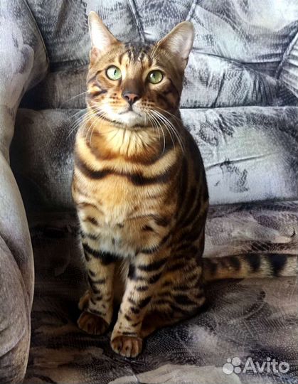 Бенгальский кот вязка