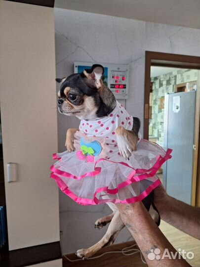 Щенки чихуахуа мини