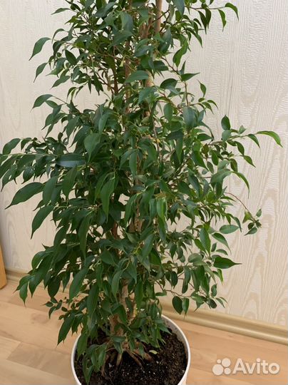 Фикус мелколистный