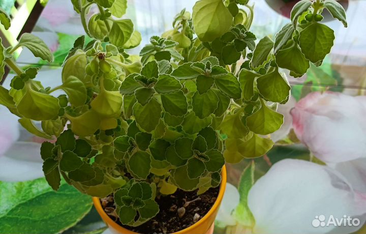 Плектрантус