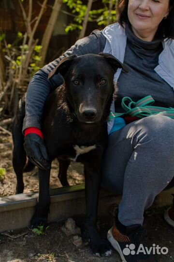 Некрупный щенок-подросток Аки в добрые руки