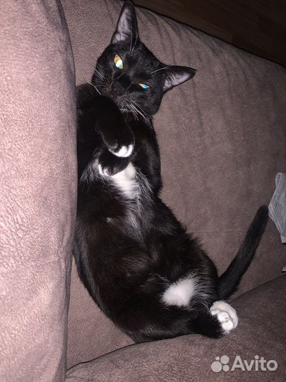 Котик
