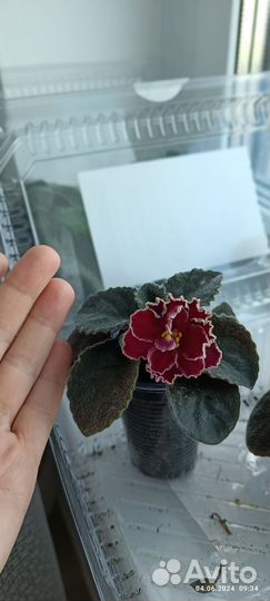 Фиалка Гранатовое вино