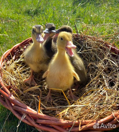 Индийский бегунок утята в наличии