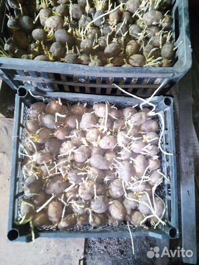 Продам картофель. Цена за ведро