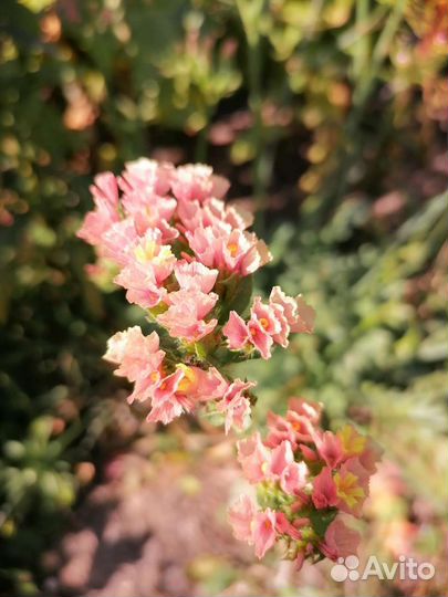 Статица на срезку