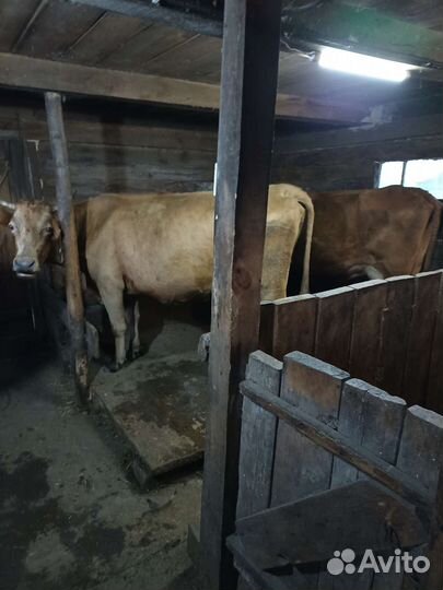 Корова стельная дойная 4 шт