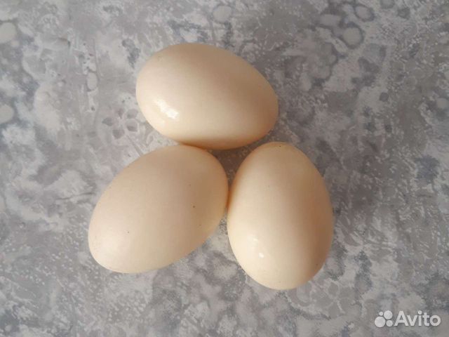 Домашнее яйцо индоутки