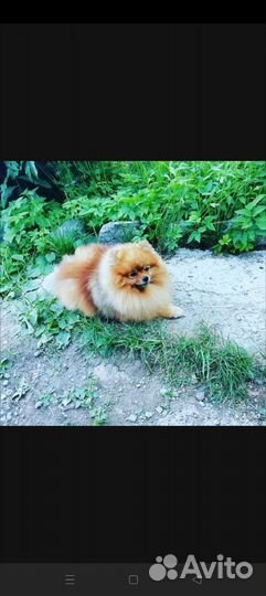 Померанский шпиц