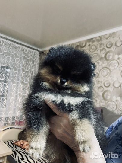 Померанский шпиц черный