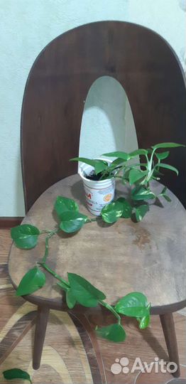 Сциндапсус