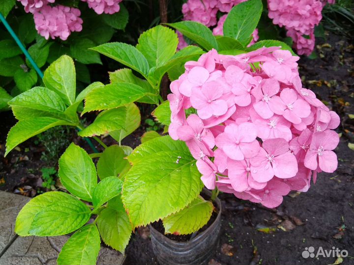 Гортензия крупнолистная в горшке