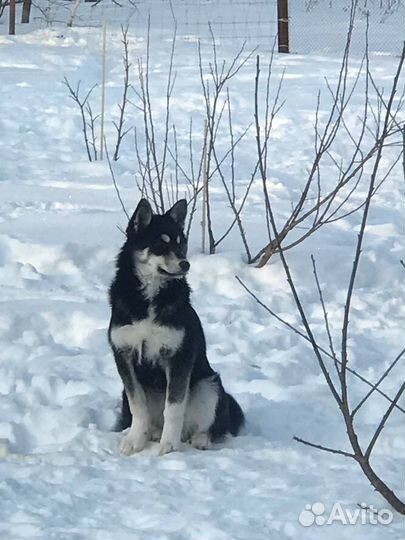 Отдам собаку в добрые руки
