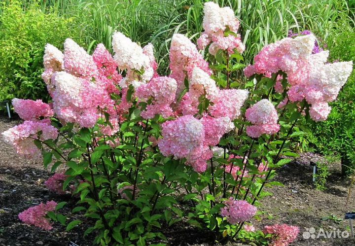 Гортензия метельчатая ванила фрайз